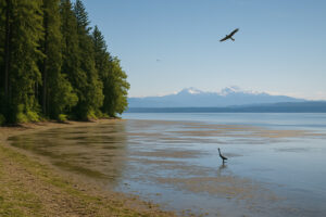 Peaceful shoreline with driftwood and pine trees at one of the hidden beaches in Port Ludlow, Washington.