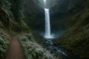 Scenic forest path with sunlight filtering through tall evergreens along hiking trails near Port Ludlow, Washington.