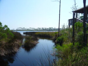 Pristine beaches backed by dunes and pine forests, with trails winding through habitats for nesting sea turtles and migratory birds.