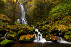 Twin waterfalls in a remote rainforest canyon, surrounded by towering Douglas firs and vibrant undergrowth along the Oregon Coast Range