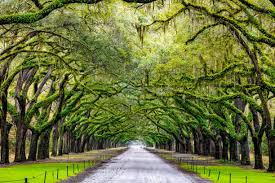 Lesser-known paths winding through Wormsloe’s maritime forest, past crumbling tabby ruins and quiet marshes where herons wade beneath oak canopies.