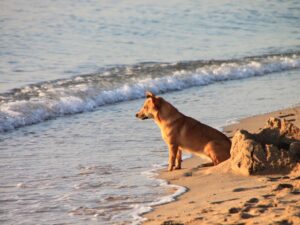 Scenic view of Gulf Shores Public Beach, one of the popular dog beaches in Gulf Shores, AL, where pets are welcome on a leash