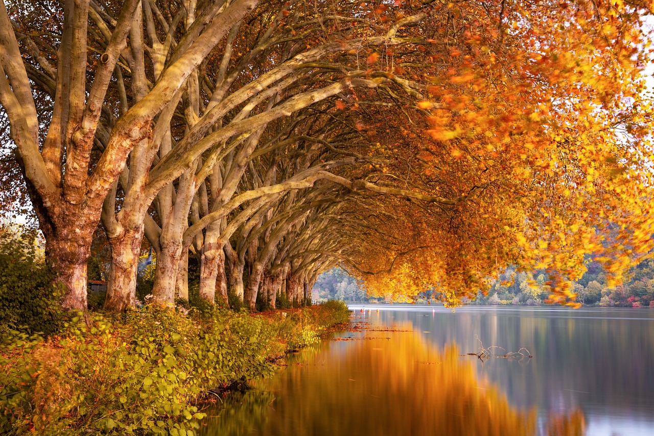 fall, lake, plane trees, nature, landscape, water, mood, scenic, reflection, romantic, quiet, waters, the atmosphere, ruhr area, baldeneysee, fall, fall, fall, fall, fall, lake