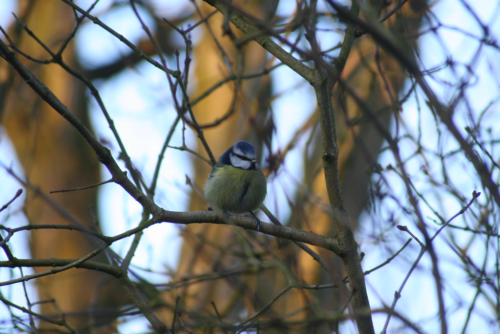 Best Seasons for Quiet Birdwatching in Illinois - Autumn birdwatching with vibrant fall colors.