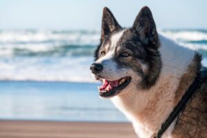 Orange Beach Dog Park, a pet-friendly destination near Gulf Shores, AL, offering an off-leash area for dogs to run and play.