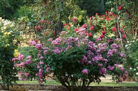 Smith-Gilbert Gardens in Marietta, Georgia, with tranquil walking trails, bonsai trees, and colorful wildflowers.