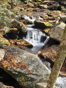 Alt Text: "A peaceful forest scene along the Roaring Fork Motor Nature Trail in the Smoky Mountains, ideal for a leisurely hike