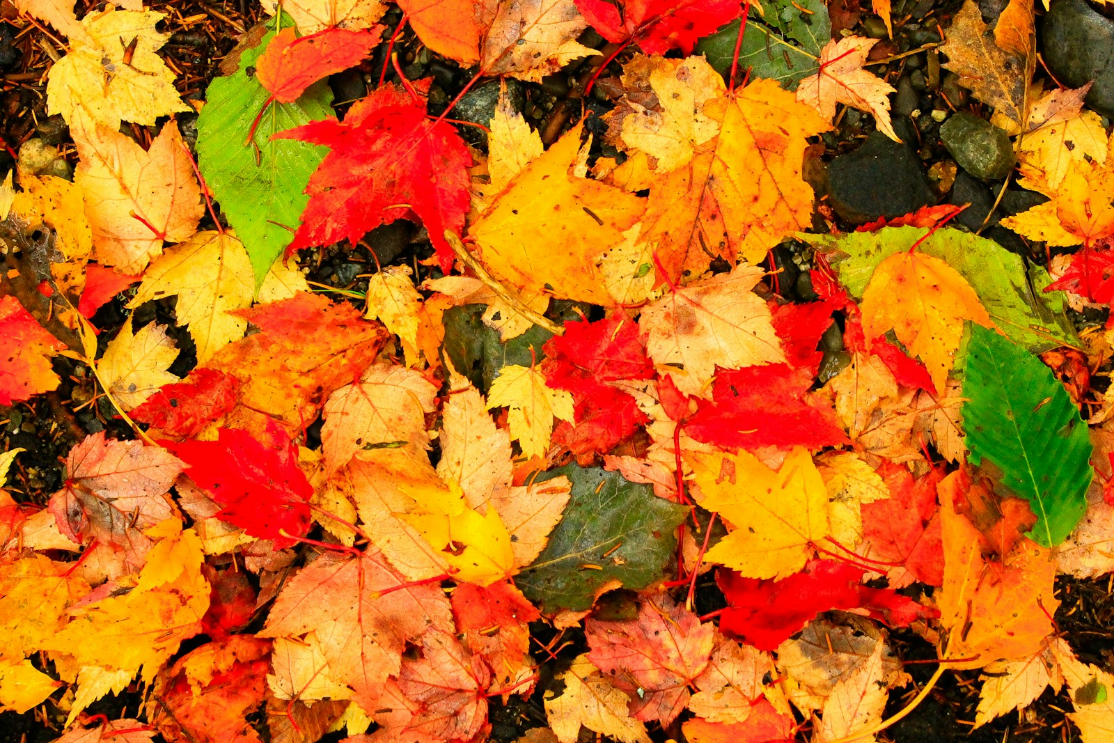 red and yellow leaves